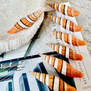 May include: Several orange, white, and black striped seashells are displayed on a magazine with the text "GINGER CUPS". A piece of white coral is also present. The seashells have a spiral shape and are arranged in a visually appealing manner.