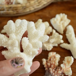 May include: A collection of white coral pieces, some with a rough texture, on a wooden surface. The coral is arranged in a variety of shapes and sizes.
