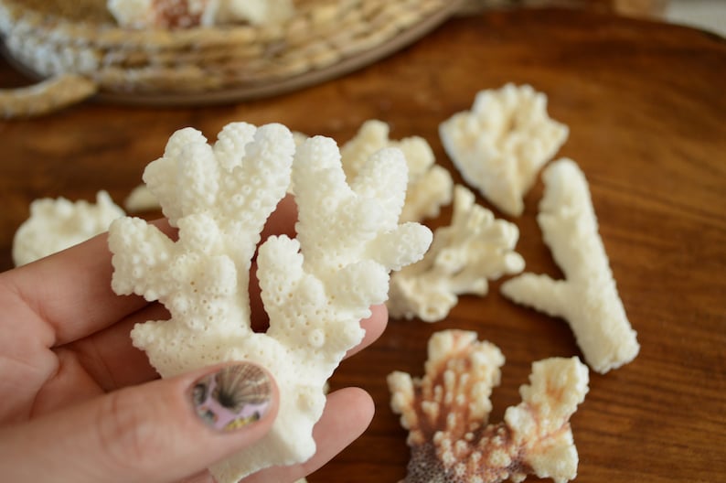 May include: A collection of white coral pieces, some with a rough texture, on a wooden surface. The coral is arranged in a variety of shapes and sizes.
