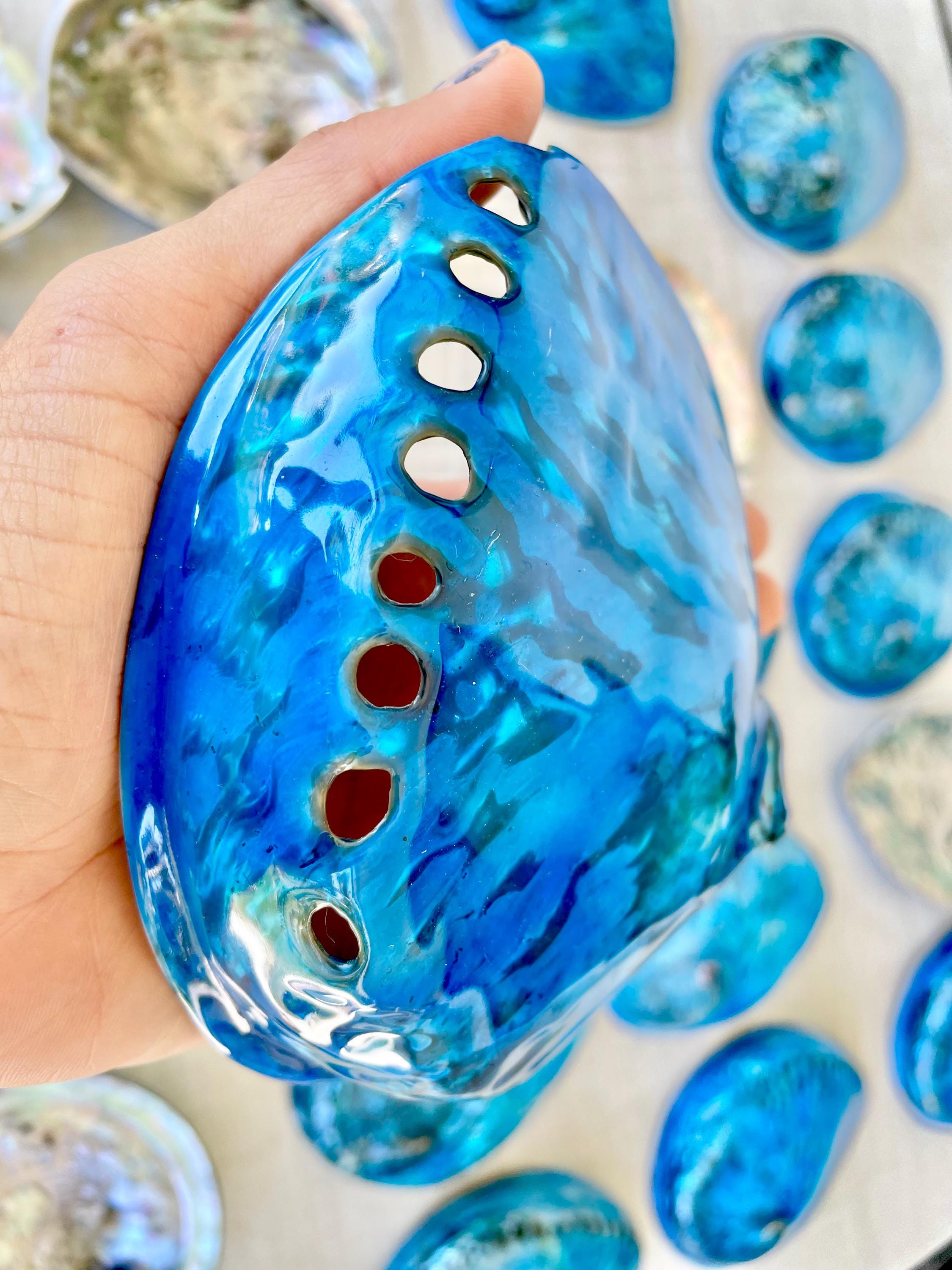 Blue Abalone Shell (5-6