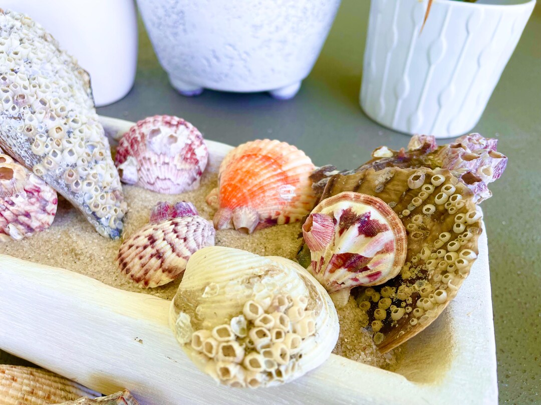 Seashells Covered in Barnacles 1-4