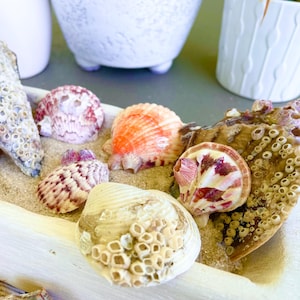May include: A collection of seashells in various shapes, sizes, and colors, including white, orange, and purple, resting on sand. The shells are arranged in a white tray, suggesting a coastal or beach theme. Decorative elements.