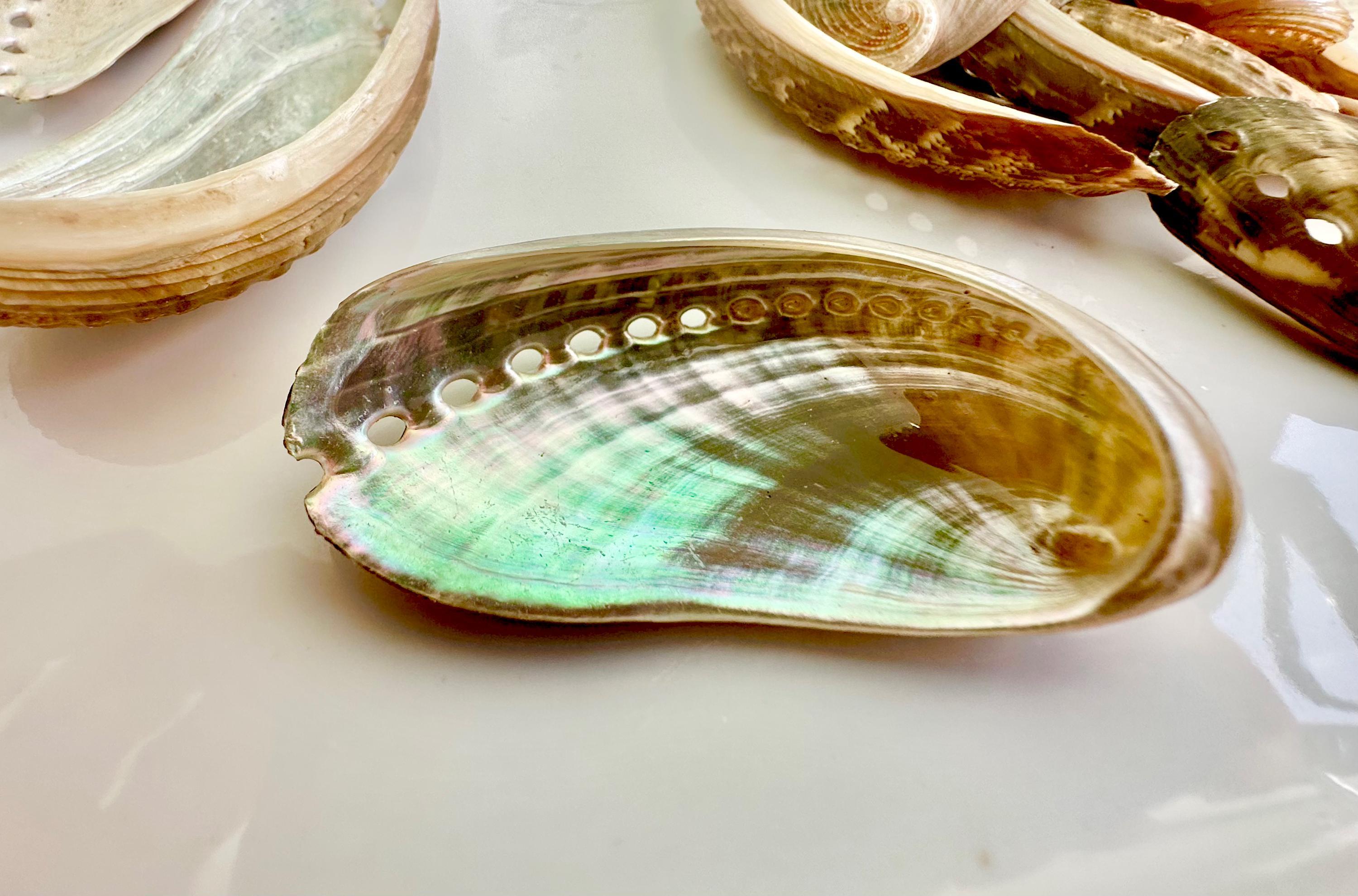 Donkey Ear Abalone Shells: 1.5-3" *you Choose Quantity* Green Silver ...