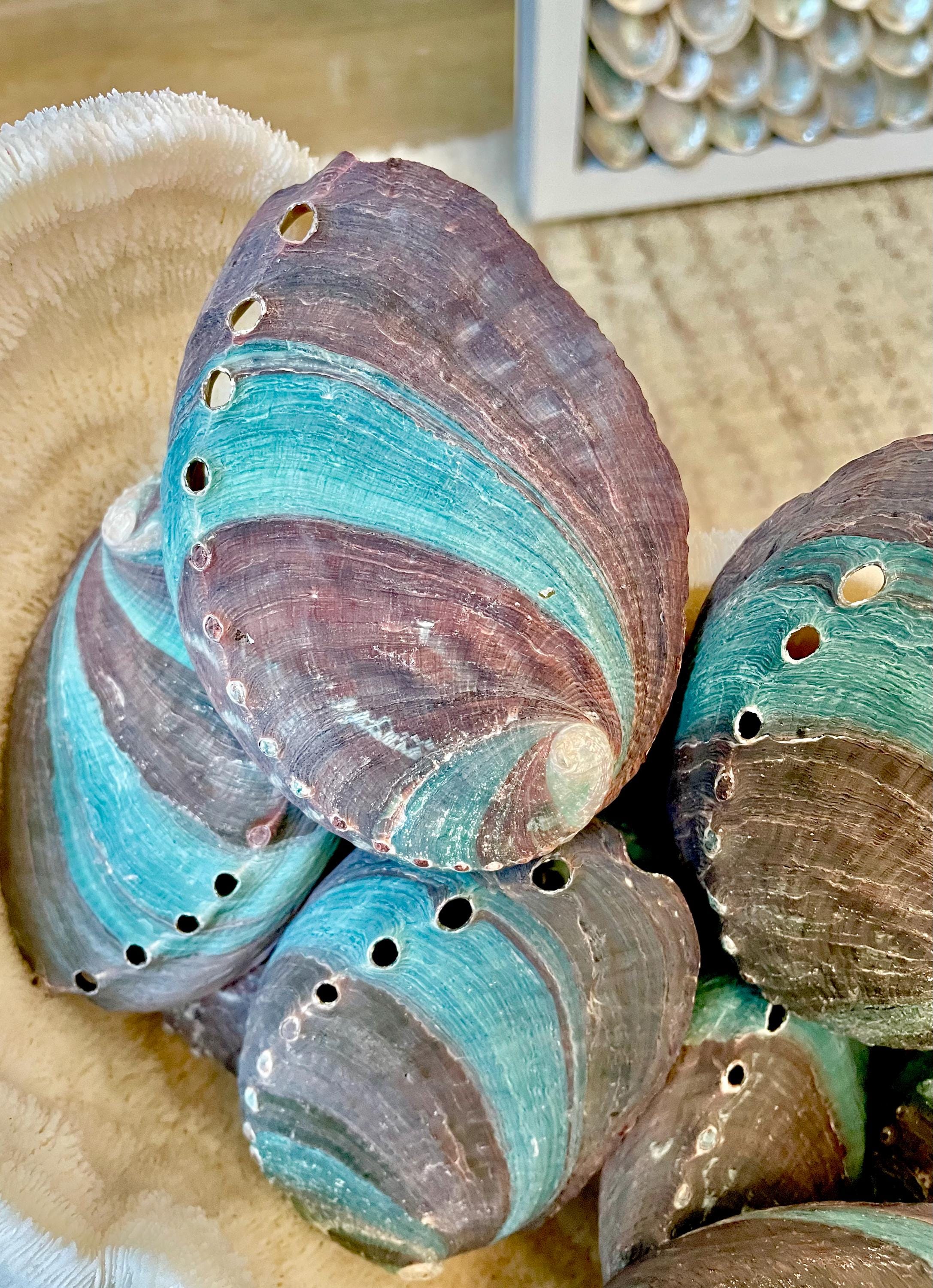 Turquoise Blue Abalone Shell (3.5-4