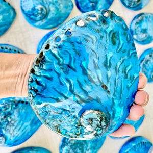 May include: A collection of iridescent blue abalone shells. The shells have a glossy, textured surface with shades of turquoise and deep blue. The shells are oval-shaped with a series of small holes along the edge. The shells are a natural product.