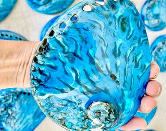 May include: A collection of iridescent blue abalone shells. The shells have a glossy, textured surface with shades of turquoise and deep blue. The shells are oval-shaped with a series of small holes along the edge. The shells are a natural product.