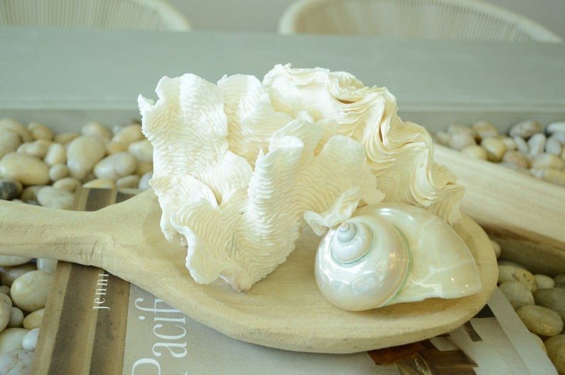 100% Natural Genuine RUGOSA Sea Coral Ocean Wavy Centerpiece Coastal Beach Ocean Décor Seashells image 7