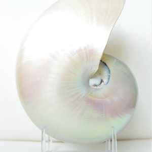 Polished Mother Of PEARL Nautilus You Pick Size 3-7&quot; Seashell Beach Nautical Décor Display Irredescent Opal Mermaid Shell Ivory Pink Gift