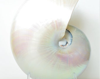 Polished Mother Of PEARL Nautilus You Pick Size 3-7" Seashell Beach Nautical Décor Display Irredescent Opal Mermaid Shell Ivory Pink Gift