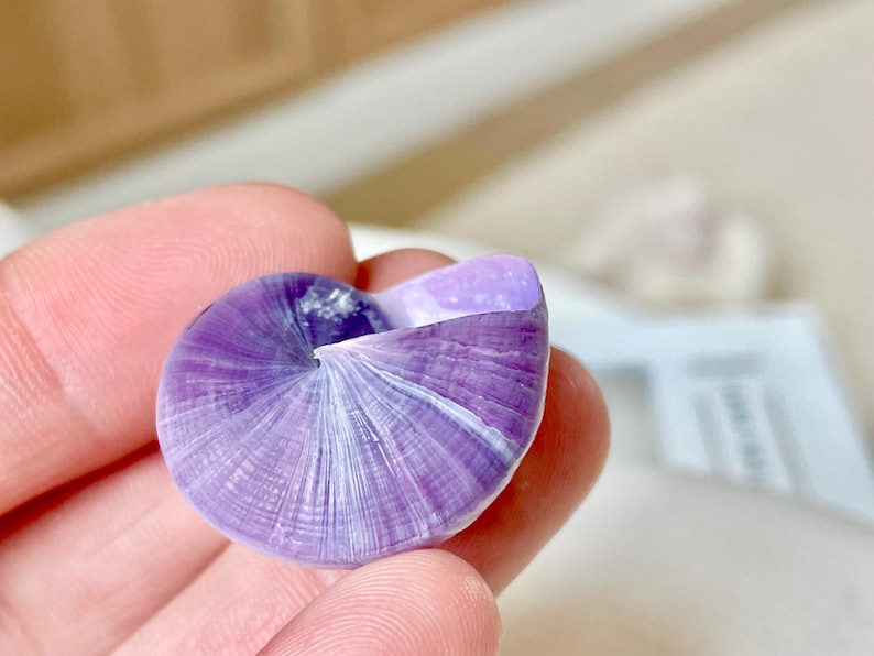 Purple Violet Sea Snail Shells 20-25mm (1") Craft Display Seashells, 1 ...
