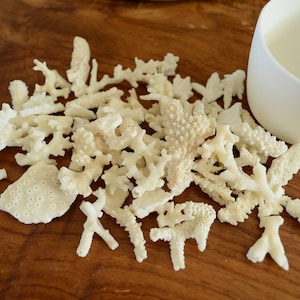 May include: A collection of white coral pieces on a wooden surface. The coral is in various shapes and sizes, some are branch-like and others are more rounded.