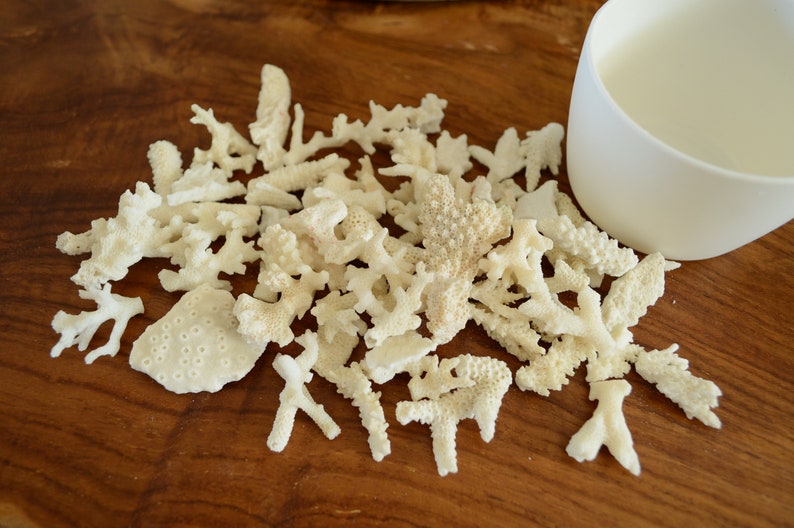 May include: A collection of white coral pieces on a wooden surface. The coral is in various shapes and sizes, some are branch-like and others are more rounded.