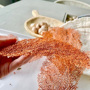 May include: Close-up of intricate, orange-colored coral-like structures. The delicate, branching patterns are displayed against a white surface. A wooden scoop with small, round objects and a white cloth are in the background.