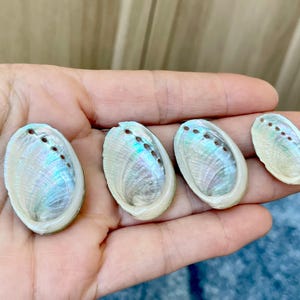 May include: Four oval-shaped abalone shell pieces with iridescent, pearlescent surfaces displaying shades of blue, green, and pink. Each shell features a row of small, natural perforations along one side and a smooth, cream-colored outer edge.