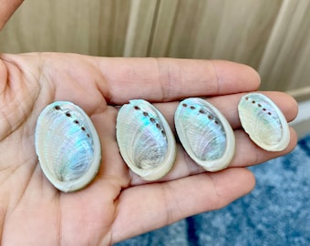 Green Abalone Seashells: Choose Size .75-2.5" Long Shells Coastal Crafts Jewelry