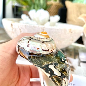 May include: A large, iridescent seashell with a brown, black, and white pattern. The shell has a spiral shape and a smooth, glossy finish.