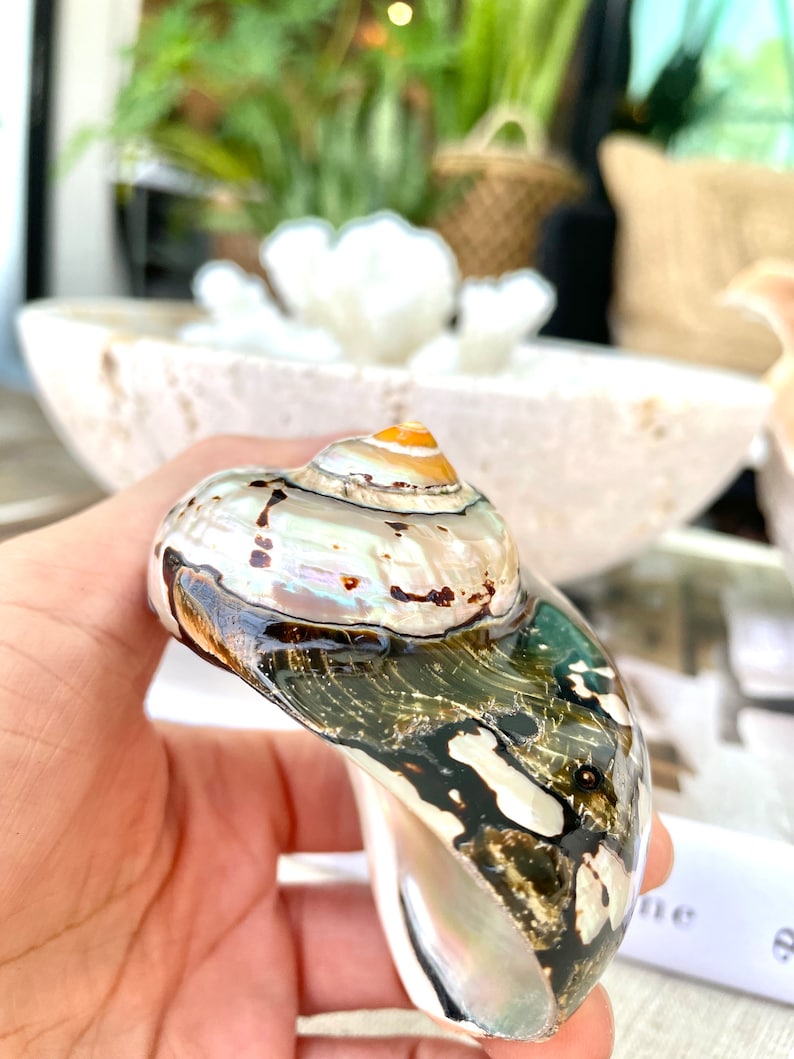 May include: A large, iridescent seashell with a brown, black, and white pattern. The shell has a spiral shape and a smooth, glossy finish.