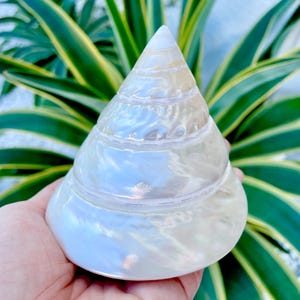 PEARLED TROCHUS SHELLS *All Sizes* Natural Iridescent Display Pyramid Top Seashells