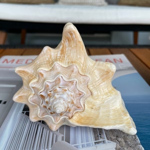 100% Natural Florida Keys Peach Beige Milk Conch 5-6 Planter Beach Nautical Décor Display Shell image 7