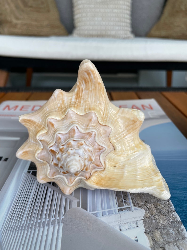 100% Natural Florida Keys Peach Beige Milk Conch 5-6 Planter Beach Nautical Décor Display Shell image 7