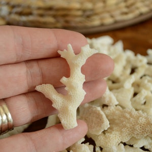May include: A close-up of a hand holding a small, white coral branch. The coral is delicate and has a porous texture. There are many other pieces of coral in the background.