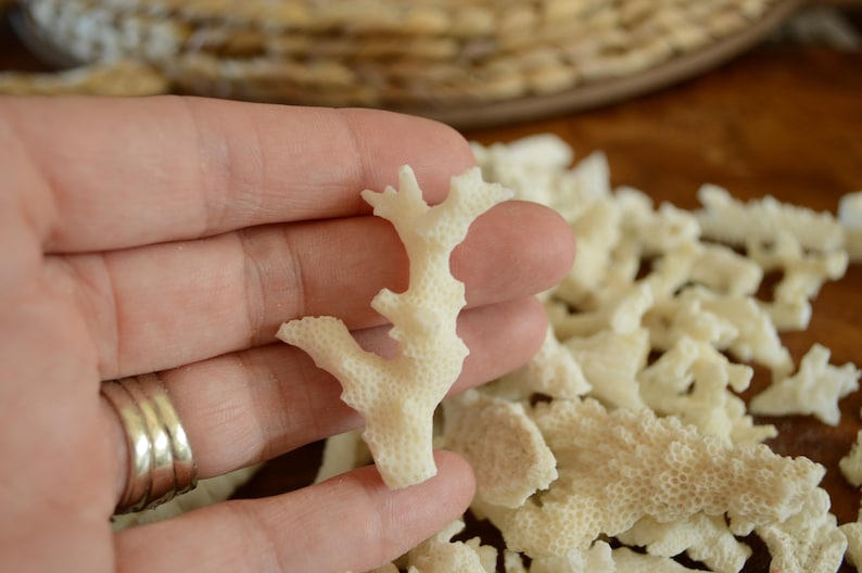 May include: A close-up of a hand holding a small, white coral branch. The coral is delicate and has a porous texture. There are many other pieces of coral in the background.