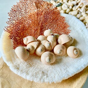May include: A decorative arrangement featuring a collection of seashells, coral, and a fan-shaped piece of coral. The seashells are a light beige color, and the coral is a reddish-brown. The arrangement is set on a white and beige surface.