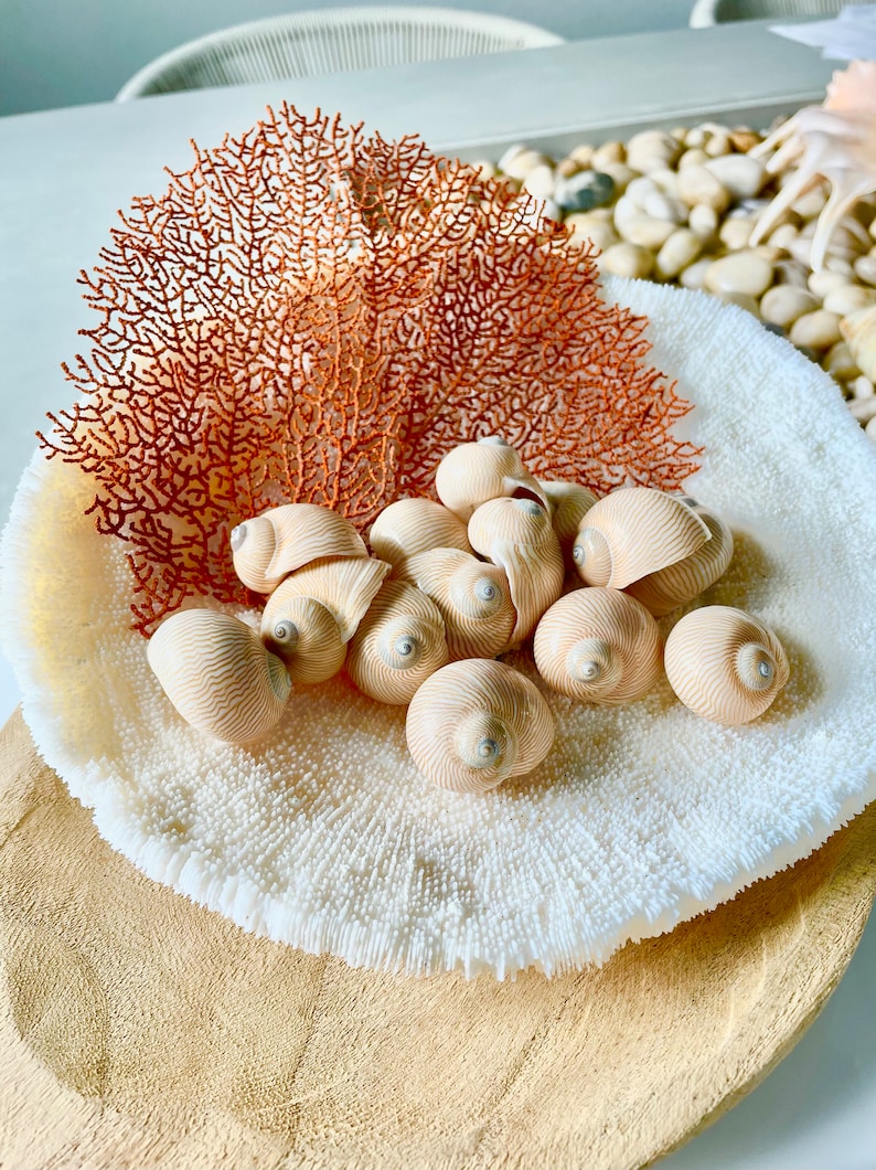 May include: A decorative arrangement featuring a collection of seashells, coral, and a fan-shaped piece of coral. The seashells are a light beige color, and the coral is a reddish-brown. The arrangement is set on a white and beige surface.