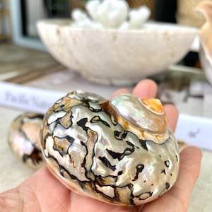 May include: A close-up of a large, iridescent seashell with a brown, black, and white mottled pattern. The shell has a pearlescent sheen and is smooth to the touch.