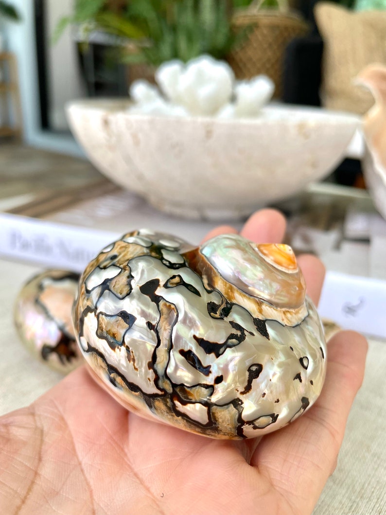 May include: A close-up of a large, iridescent seashell with a brown, black, and white mottled pattern. The shell has a pearlescent sheen and is smooth to the touch.