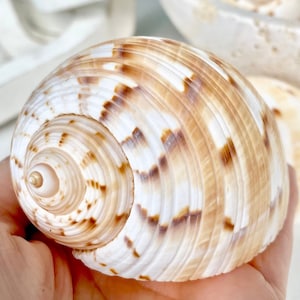 May include: A large, spiral-shaped seashell with a smooth, glossy surface. The shell features a pattern of alternating white and brown stripes, creating a visually appealing design. The shell's opening reveals a pearly interior, showcasing its natural beauty.