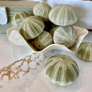 Puede incluir: Una colección de conchas de erizo de mar en un cuenco blanco decorativo con forma de concha. Las conchas son de color verde claro con patrones texturizados. Una caja decorativa y un cuenco blanco están en el fondo.
