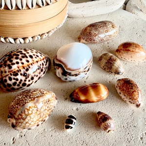 May include: A collection of various cowrie shells featuring diverse patterns, including dark brown spots, smooth white surfaces, and striped brown markings. The shells vary in size and shape, displaying natural textures and glossy finishes.