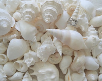 Mixed White Seashells Beach Wedding Decor Sea Shells Assorted Display Craft Coastal up to 3"