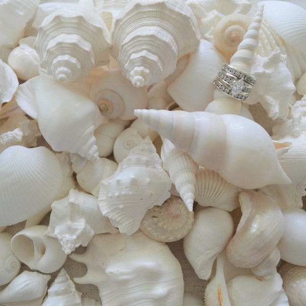 Mixed White Seashells Beach Wedding Decor Sea Shells Assorted Display Craft Coastal up to 3"