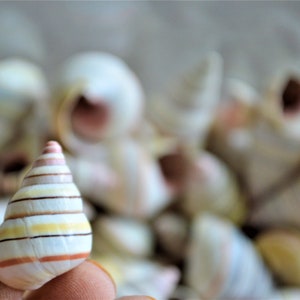Rare RAINBOW Candy Cane Snail Seashells 3/4-1.5&quot; Tree Snail- Sea Shells-Beach Craft Supplies-Seashells Bulk-Striped Tree Snails