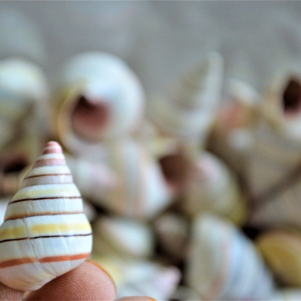 Rare RAINBOW Candy Cane Snail Seashells 3/4-1.5" Tree Snail- Sea Shells-Beach Craft Supplies-Seashells Bulk-Striped Tree Snails