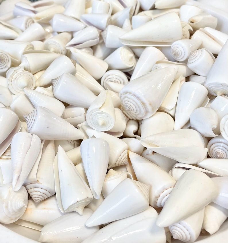 Pure White Natural Cone Shells: 1.5-2.5