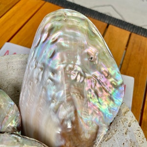 May include: A close-up of a large iridescent seashell with a pearlescent finish. The shell is light brown with hints of pink and green.