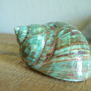 May include: A large, green and brown seashell with a glossy finish. The shell has a spiral shape and is textured with lines.