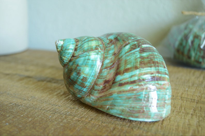 May include: A large, green and brown seashell with a glossy finish. The shell has a spiral shape and is textured with lines.
