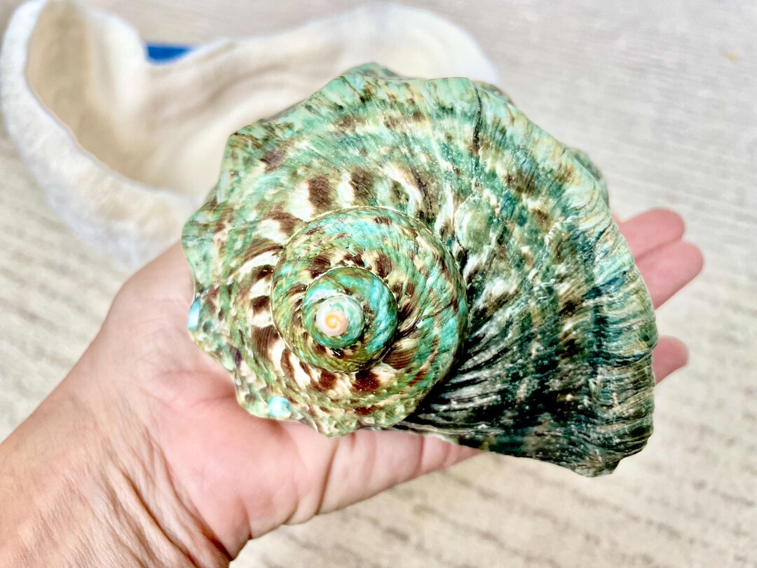GREEN MARMAORATUS TURBAN Shells 4-8