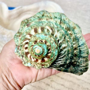 May include: A large, colorful sea shell with a spiral design. The shell features shades of green, brown, and turquoise. The shell is held in a hand, with a white and blue object in the background.