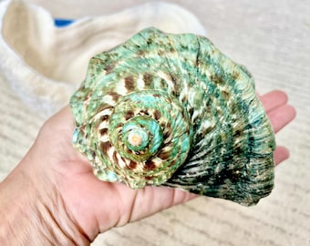 GREEN MARMAORATUS TURBAN Shells 4-7" Hermit Crabs Display Giant Turbo Seashell
