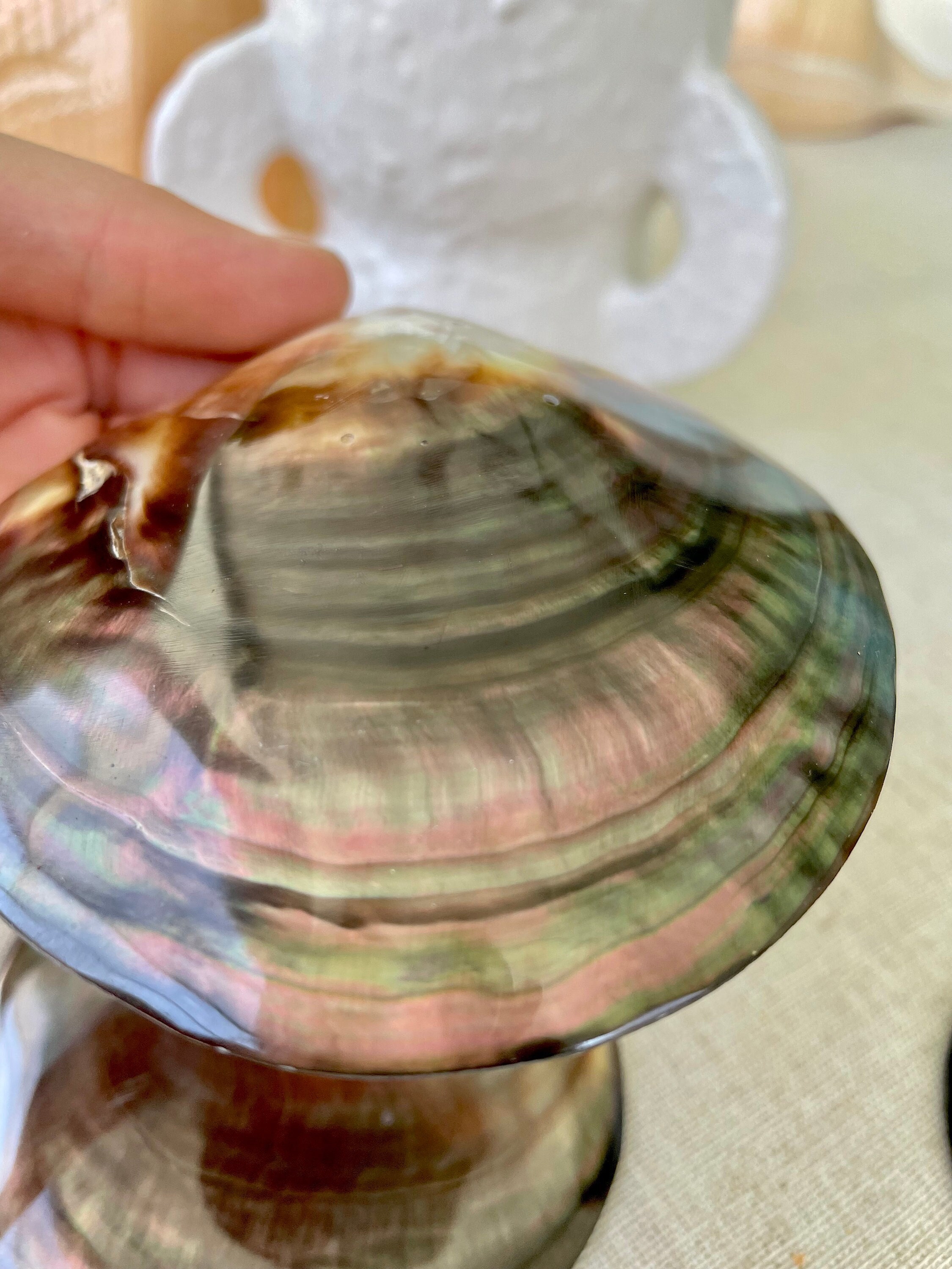 SHINY Brown Lip Mother of Pearl Polished Oyster Half 2-5