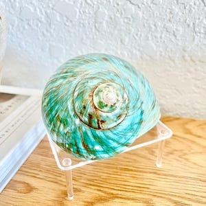 May include: A large, iridescent seashell with a swirling pattern of blue, green, and brown. The shell is displayed on a clear acrylic stand with three legs.