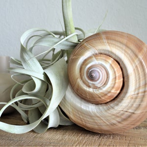 X-Large Up to 9&quot; Tonna Olearium Seashell Airplant Planter Beach Nautical Décor Craft Tun Shell