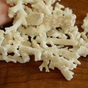 May include: A pile of white coral branches on a wooden surface. The coral is bleached white and has a delicate, branching structure.