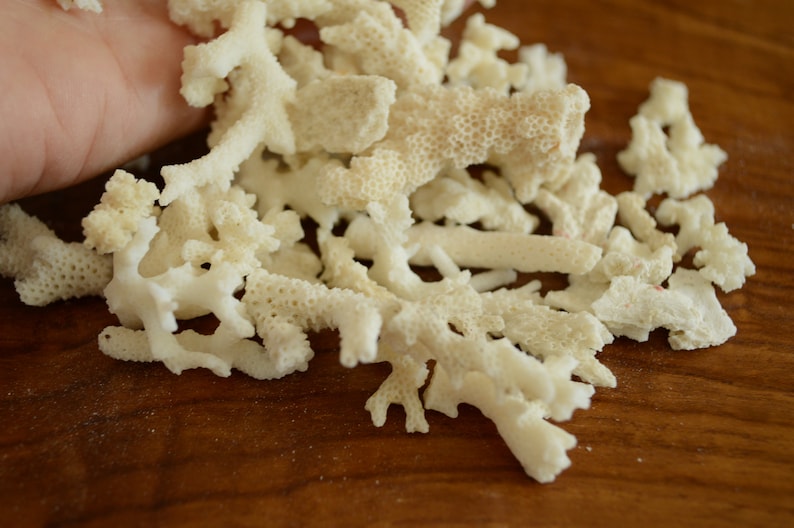 May include: A pile of white coral branches on a wooden surface. The coral is bleached white and has a delicate, branching structure.