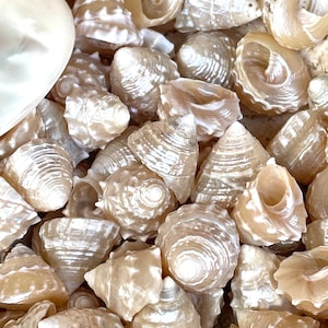 Real Pearlized Top Shells 1.25-1.75&quot; Trochus Top Seashell Champagne Light Beige Beach Coastal Décor Crafts Jewelry Sailors Valentine